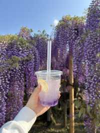 【足利】満開の藤の花を楽しもう
