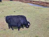 1 week in Yunnan ~ Kunming, Dali, Lijiang, Yulong, Shangri-la