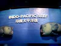 #新加坡S.E.A Aquarium-新加坡聖淘沙島