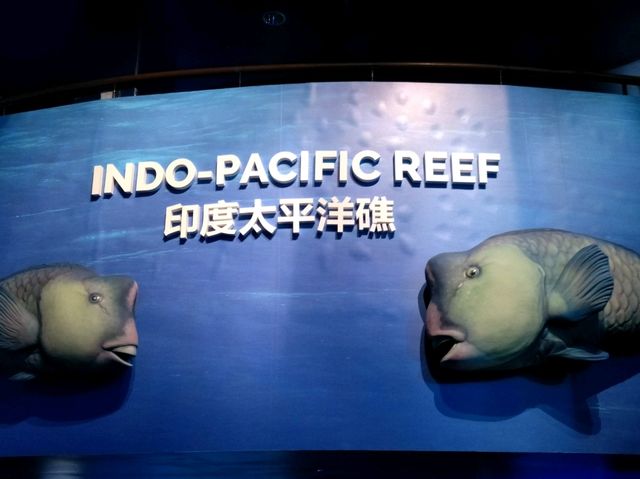 #新加坡S.E.A Aquarium-新加坡聖淘沙島