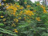 Yellow blooom at Benjakitti Park 