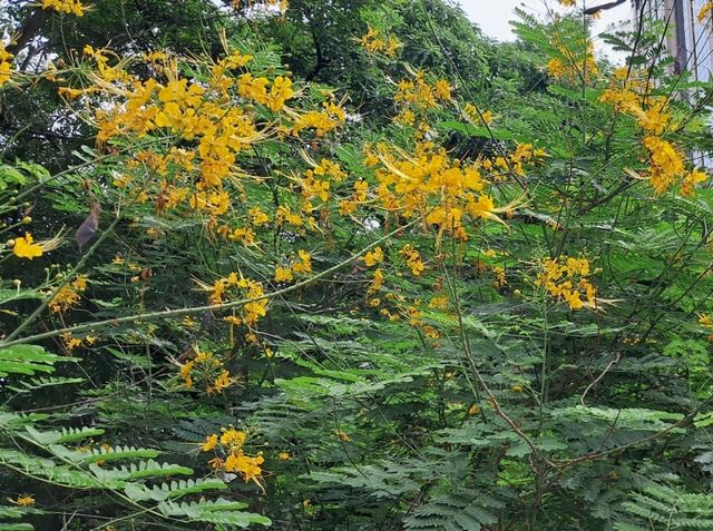 Yellow blooom at Benjakitti Park 