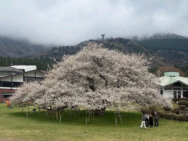 Mountain Air, Lake Views, and Sakura Feels