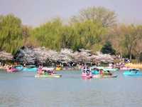 Cherry Blossom at Yuyuantan Park, Beijing