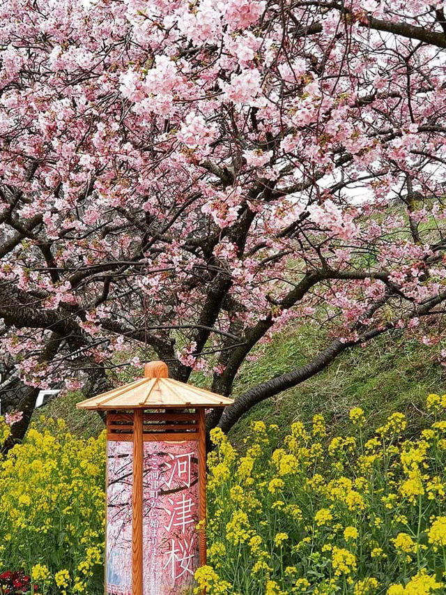 “The First Bloom of Spring: Kawazu’s River of Pink”
