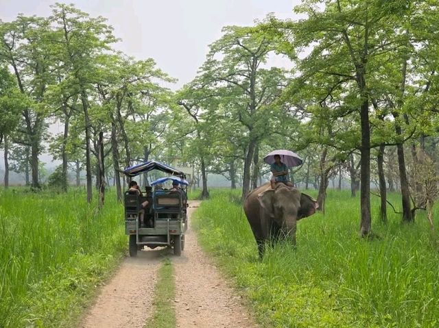 Chitwan National Park: Nepal’s Wild Treasure Chitwan National Park: Nepal’s Wild Treasure