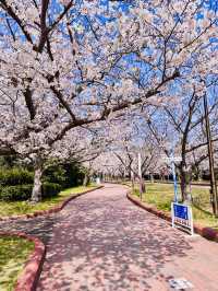 Floral Gateway to the Sea: Sakura Avenue’s Grand Welcome