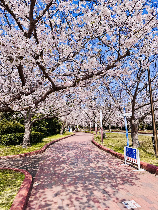 Floral Gateway to the Sea: Sakura Avenue’s Grand Welcome