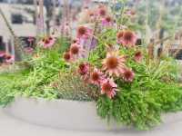 DC's April Botanical Haven