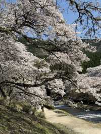 Cherry Blossom Viewing: The Best Choice is Definitely Japan’s Countryside