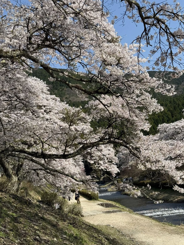 Cherry Blossom Viewing: The Best Choice is Definitely Japan’s Countryside