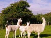 #愛歌頓農場Agrodome Farm-紐西蘭羅託魯亞