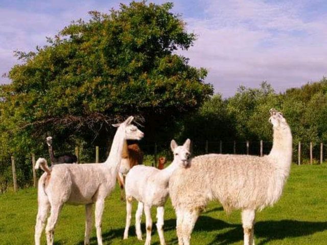 #愛歌頓農場Agrodome Farm-紐西蘭羅託魯亞
