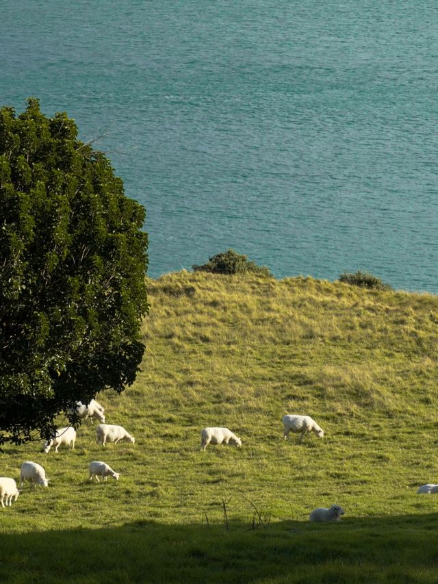 紐西蘭北島｜紐西蘭的藍，有一種叫 Tauranga｜小山丘看見漸層海灣