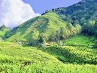  Morning in the Clouds: Breakfast at BOH Sungei Palas Tea Garden