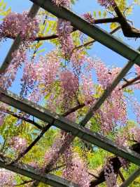 Kurashiki – A Timeless Canvas of Canals and Culture