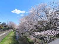 A Cherry Blossom Stroll You’ll Love