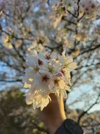 Gwangju in Bloom: A Tranquil Cherry Blossom Escape