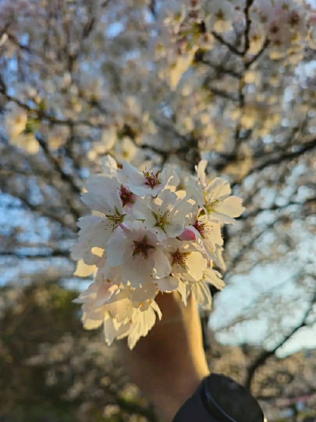 Gwangju in Bloom: A Tranquil Cherry Blossom Escape
