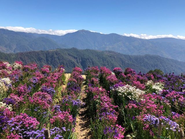 🌸 Northern Blossom: Benguet’s Blooming Paradise 🌄