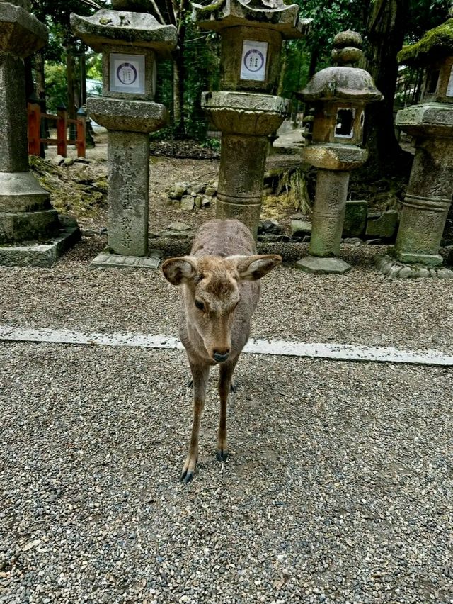 Nara Deer Park: Where Nature, Culture, and Sacred Deer Meet