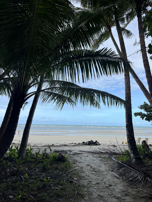 Daintree Rainforest