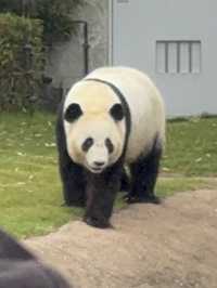 白浜のパンダ、30年間ありがとう❤️
