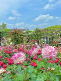 大阪 ︎❤︎2,400株が咲き誇る🌹🌹🌹260円で見れる絶景〜♡ 