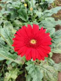 YG Cactus Farm Paksong