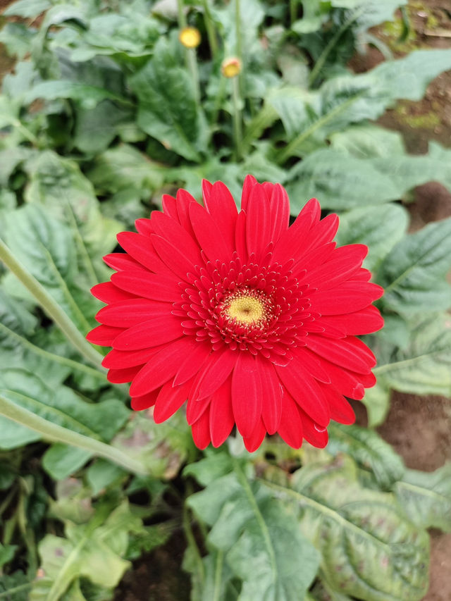 YG Cactus Farm Paksong