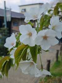 Wandering the Philosopher’s Path – Kyoto’s Most Peaceful Stroll