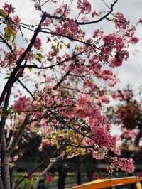 Blooming into Spring at Guangzhou’s Hidden Gem