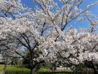 Terao Central Park, Your New Favorite Chill Spot