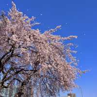 여기저기 벚꽃 명소들 🩷