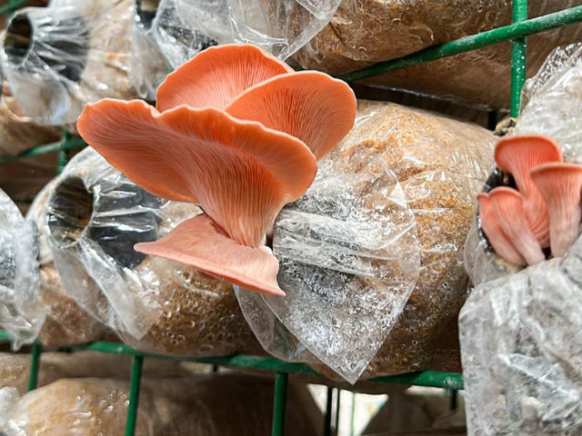Taiping Mushroom Farm in Perak 🍄🌿