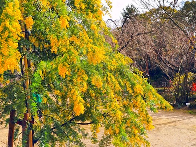 [🇯🇵広島] 縮景園の四季折々の美しさと静寂を感じる庭園散策