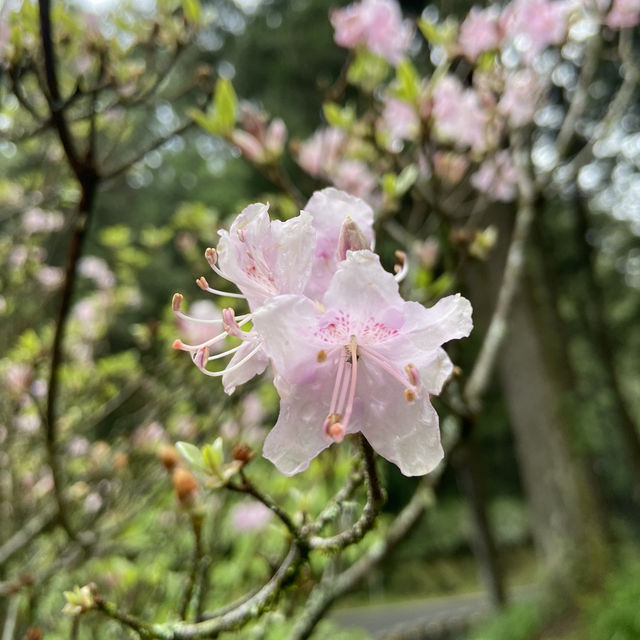 端午連假 🌿 就來阿里山賞杜鵑花、走進森林洗肺吧！