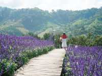 Lost in Lavender at Ying Yong Flower Garden