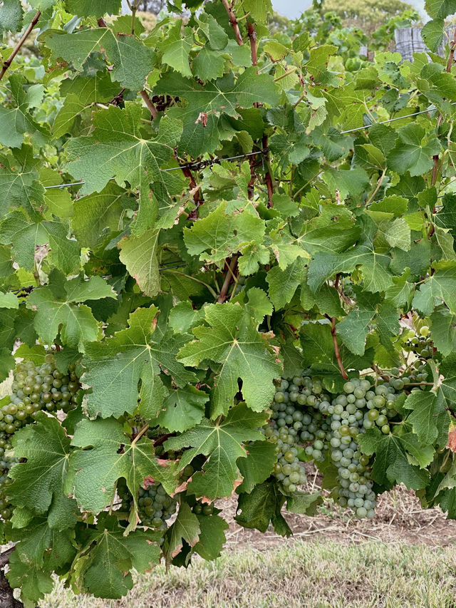 🍷🇦🇺Sipping Through Hunter Valley: A Wine Lover’s Paradise