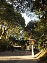 【明治神宮】都会の真ん中で、心が洗われる森へ🌿⛩️