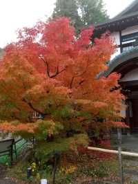 【京都】期間限定　瑠璃光院