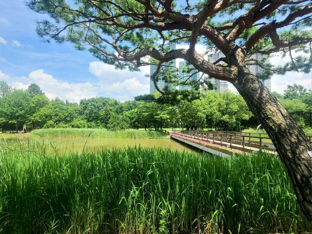 서울숲공원 (하늘 그리고 수국길)