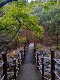 Forest Trails & Chill Peaks in Jangyu