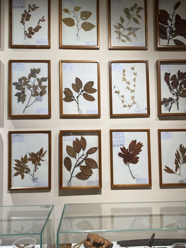 A Living Legacy of Agriculture – My Visit to the South China Agricultural Museum (华南农业博物馆)