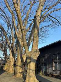 🎯【山形・山居倉庫】歴史が息づく、港町・酒田のレトロ倉庫群