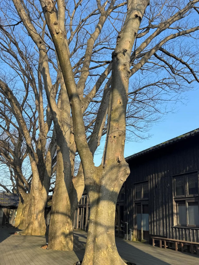🎯【山形・山居倉庫】歴史が息づく、港町・酒田のレトロ倉庫群