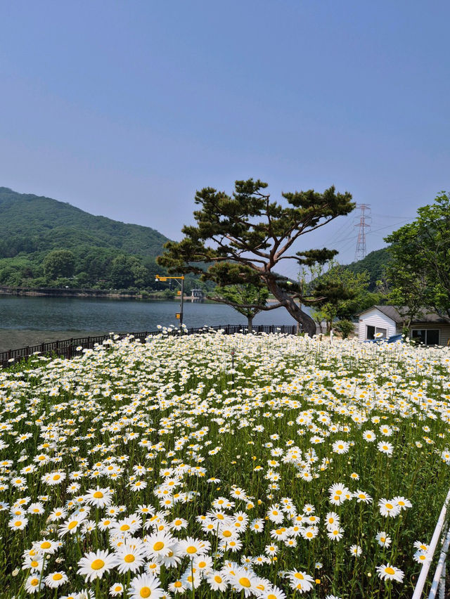 😄💜양주 카페 브루다양주 