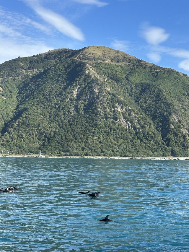 🇳🇿Kaikoura: A Paradise for Whale Watchers and Nature Lovers