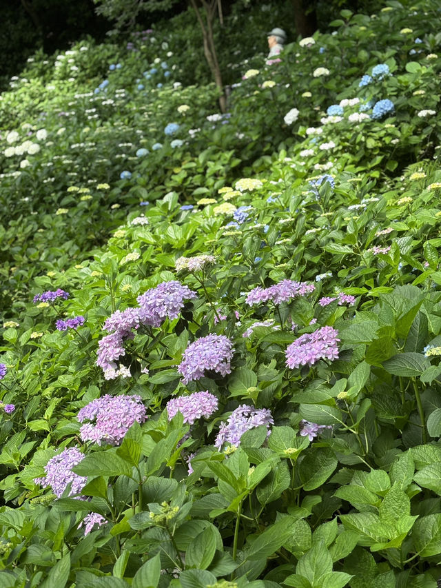 こんな景色が見れるなんて！日本の無人島と長谷寺あじさい