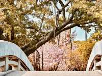 🌳🌸 Taichung Park (臺中公園) Summer Guide: A Lakeside Oasis in the City